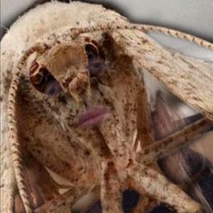 Meet your Posher, Carter